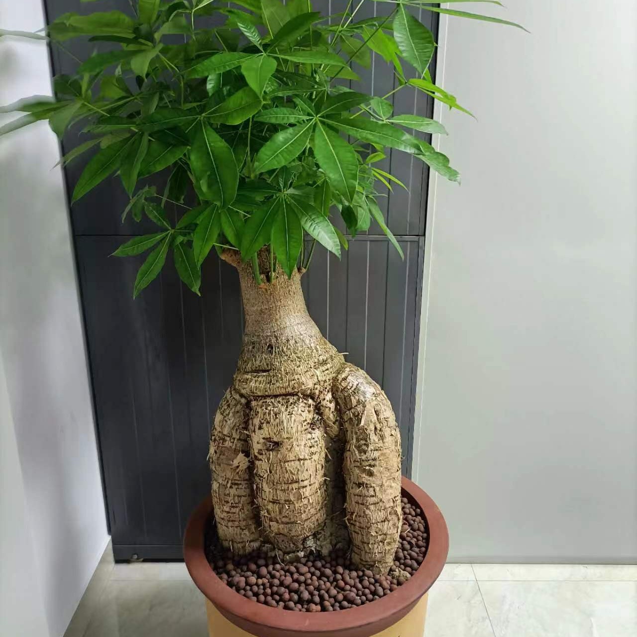 供電局室內(nèi)綠植批發(fā)
